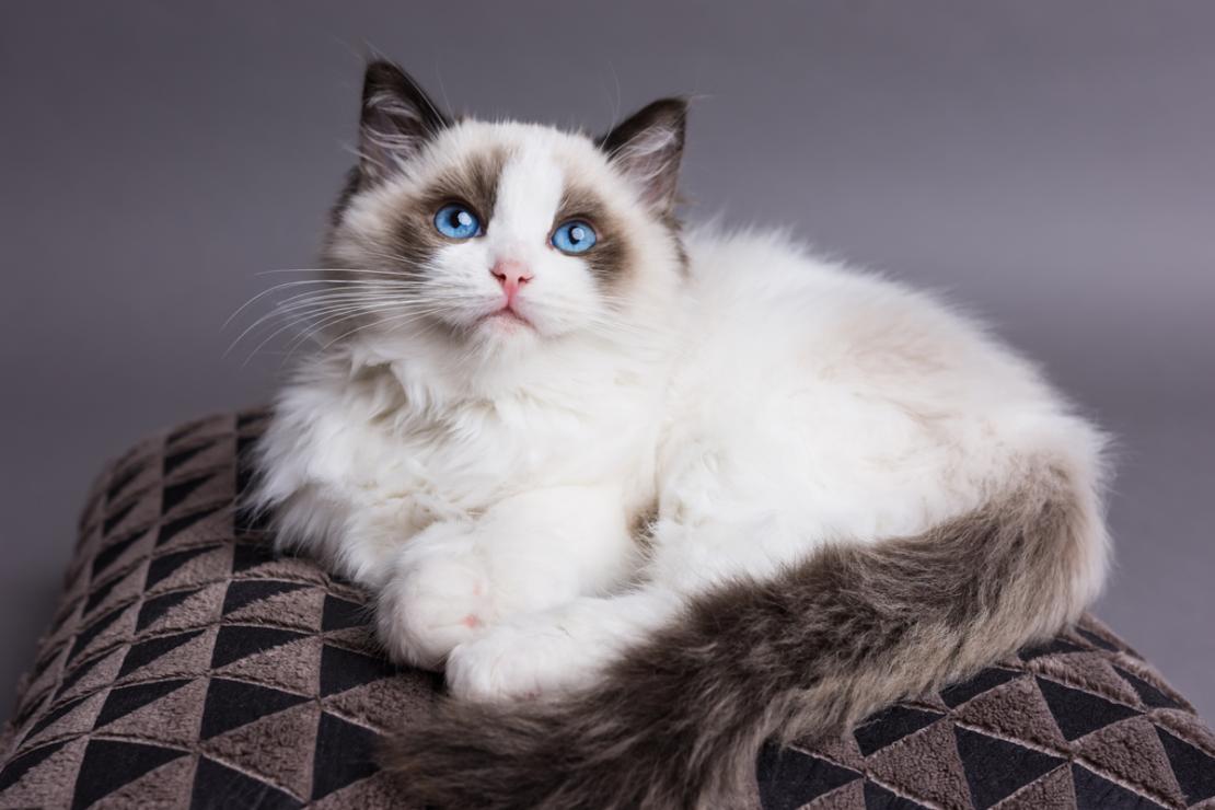 冬季三大不怕冷的猫, 布偶猫上榜, 第一种抗寒能力超强