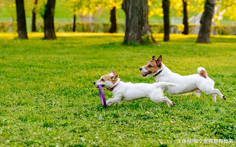 每次遛狗都成了狗遛人，狗狗想去哪里，你真的知道吗