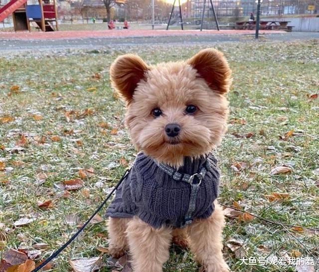 女孩收养了一只串串狗，过了七个月，狗却被人误以为是泰迪熊