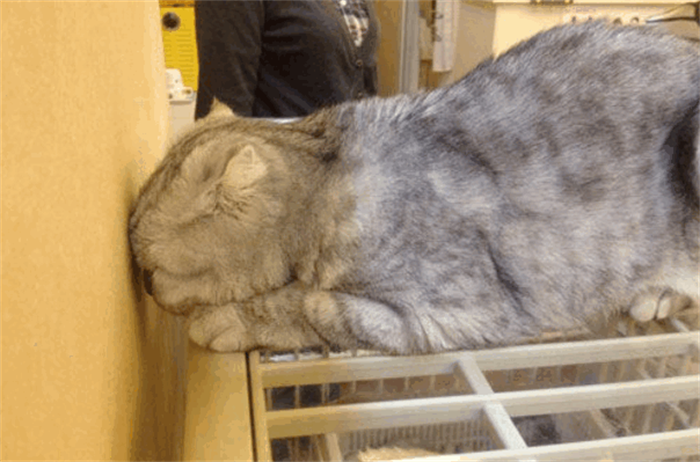 狗狗出现“面壁思过”，是一种危险信号，铲屎官切不可忽视