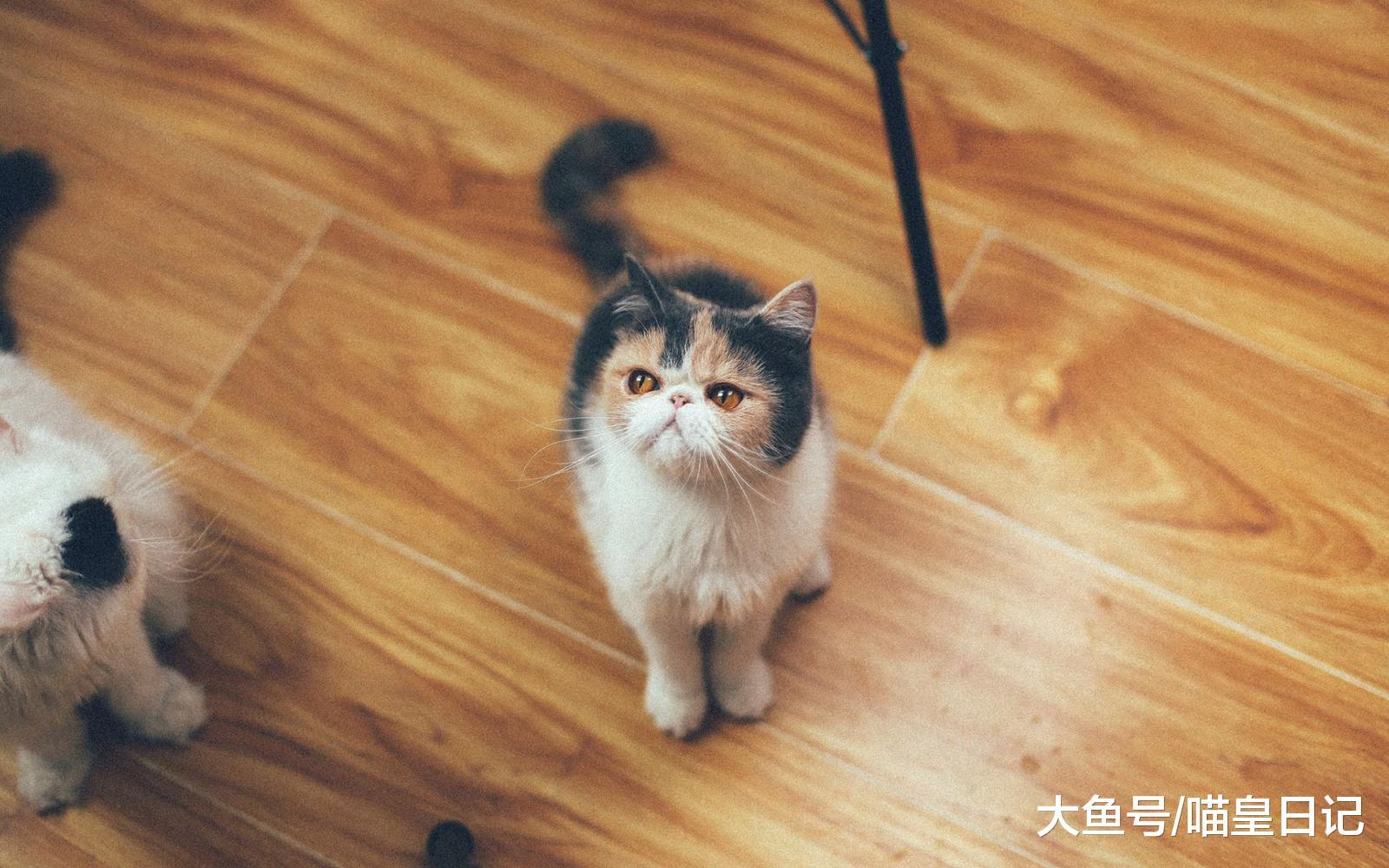 看完这三点差异, 你就知道为什么猫和狗对主人的态度完全不同!