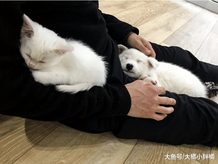 主人搬家时将小猫遗弃，2月后在家里认识了新伙伴，彼此成为挚友