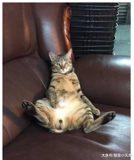 出门忘记买罐罐，猫咪女友式生闷气，她发出正面照吓歪：快去买！