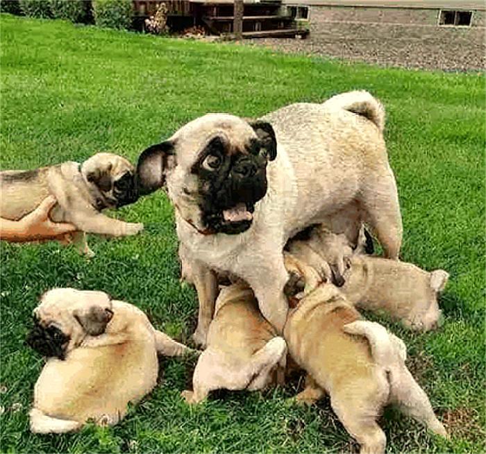 感人！小狗刚生下就夭折，狗妈妈不忍抛弃，一直把小狗叼在嘴里