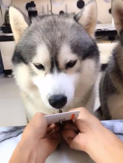 主人分食不均惹怒二哈, 二哈转身从房间叼出来一样东西, 主人懵了