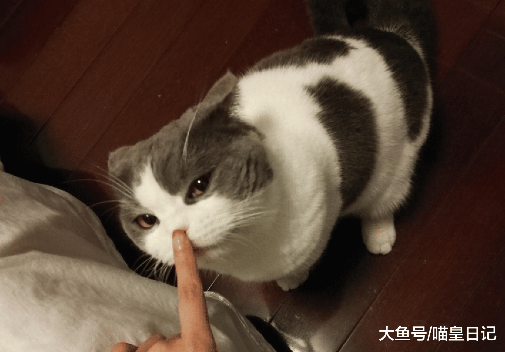 家里的喵星人经常有这五种表现，说明我是这个家里它很喜欢的人