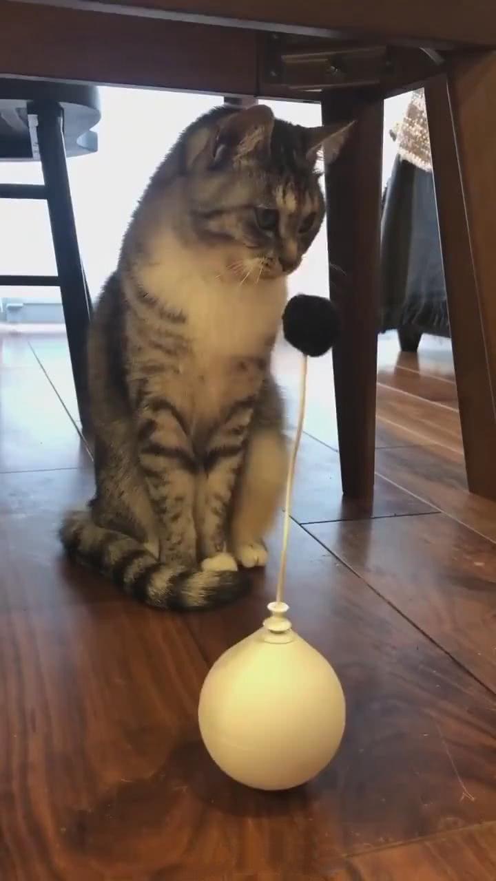 网友新买的逗猫玩具，猫咪看见后是这样的反应，太惊人