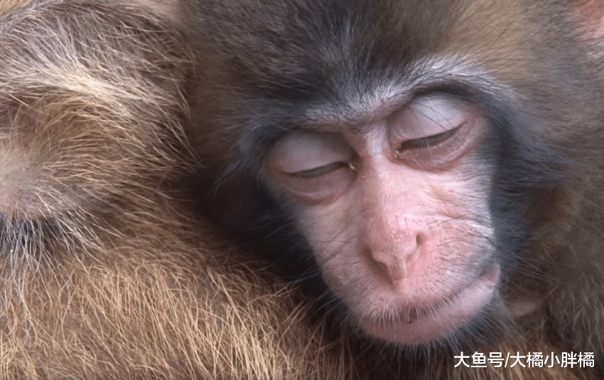 小野猪被妈妈抛弃，猴妈妈收养它，小野猪每天背着小猴子太有爱了