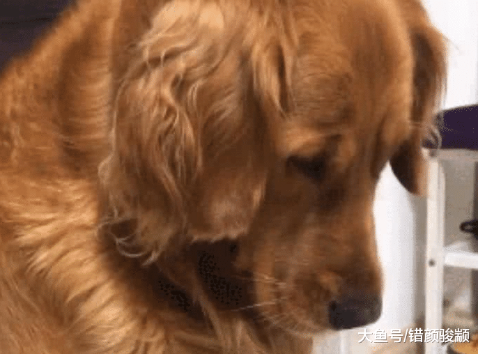 金毛被主人嫌胖一脸不开心，主人端来一盘猪蹄子，小眼神亮了
