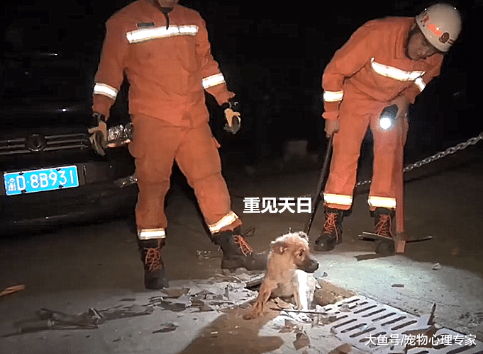 金毛在下水道口不肯走，主人无奈叫来消防员，真相让所有人感动