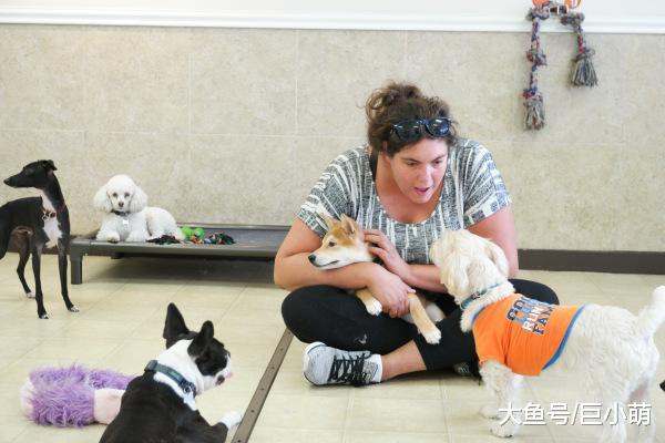 想将狗狗送到寄养家庭托管？别急，狗狗未必适合幼儿园般的生活