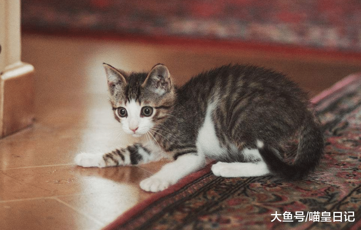 為什么鏟屎官總被喵星人拒絕？可能是因為這四件它不喜歡的事！