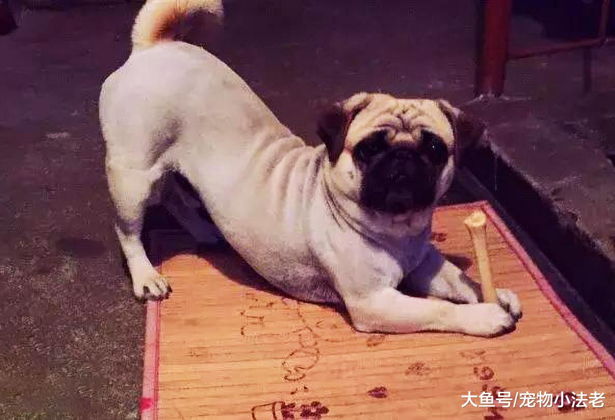 狗狗为什么突然翘起屁屁？这5种原因，你需要了解一下！