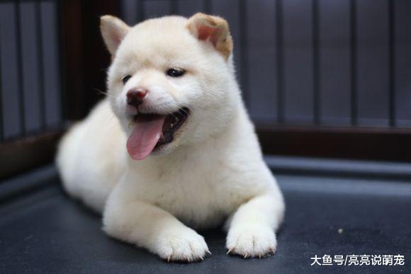 柴犬被关在笼子里不开心，主人一个动作把它给逗笑了