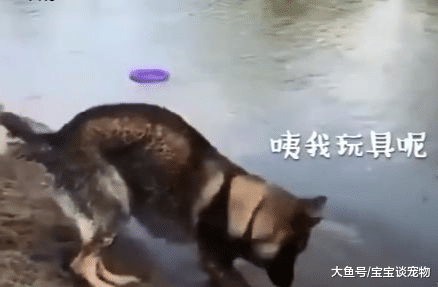 狗狗在河边遇到心仪的狗子，场面一度很尴尬，失态的样子太可爱了