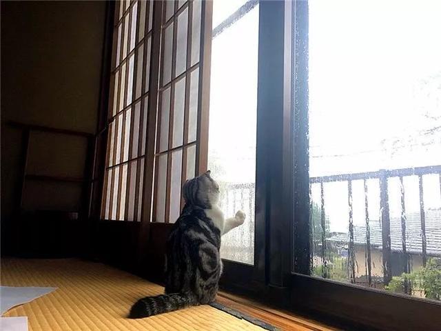 网友休假后租猫陪伴自己，靠猫色释放压力，紧抱萌猫不愿分别！