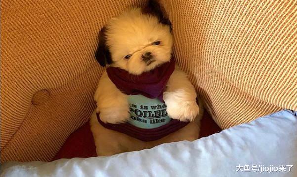 八种狗狗拥有的神奇“超能力”，大部分铲屎官都不知道