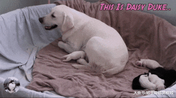 拉拉生了8只宝宝，结果第三天就出现状况，主人也想不明白