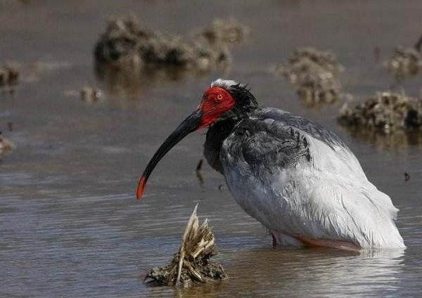 地球上10大最贵的观赏鸟, 第一高达100万美元, 土豪专属的宠物鸟