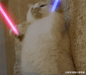 零下13度貓咪被凍成冰球，體溫計都測不出體溫，解凍后驚艷眾人