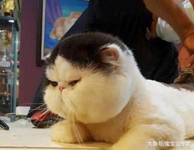 主人带猫咪去宠物店剃毛，剃完一看瞬间郁闷了：原来这货是真胖！