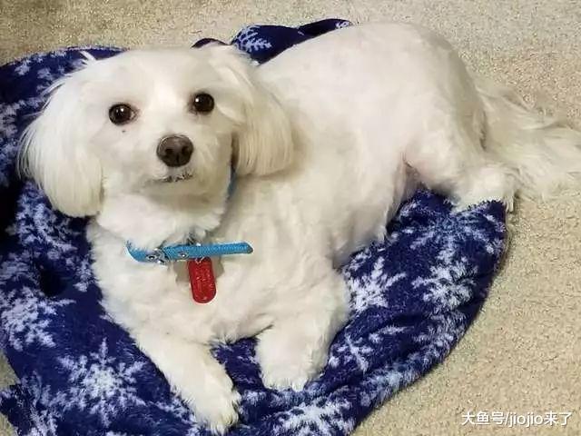 脏兮兮的狗人见人嫌差点丧命, 没想到被救出后竟美成这样