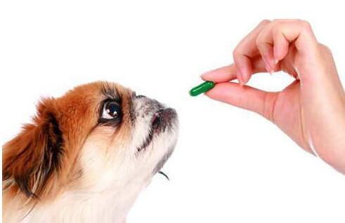 想要解决狗狗身上跳蚤，主人需要做好这几点