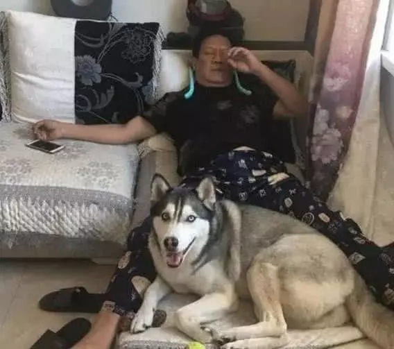 出差几个月回来接二哈，却被老爸拦住：你可以走，狗留下