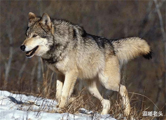 二哈走到拐角处遇到一只狼，掉头就跑，魂都没了