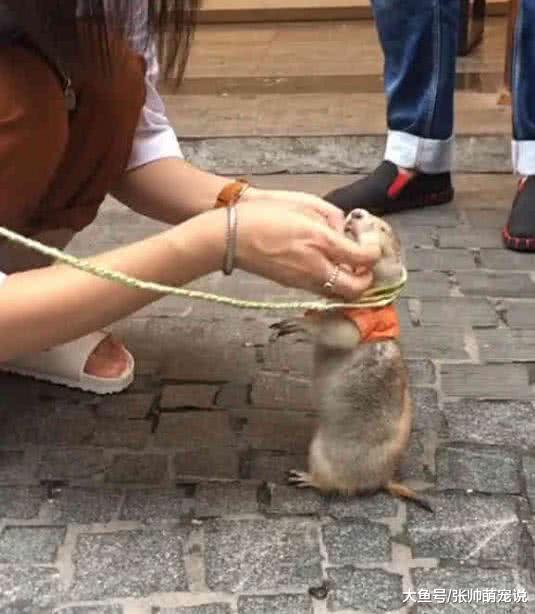女子牵土拨鼠出门，路人看后纷纷拿出手机，鼠：出个门变网红了？