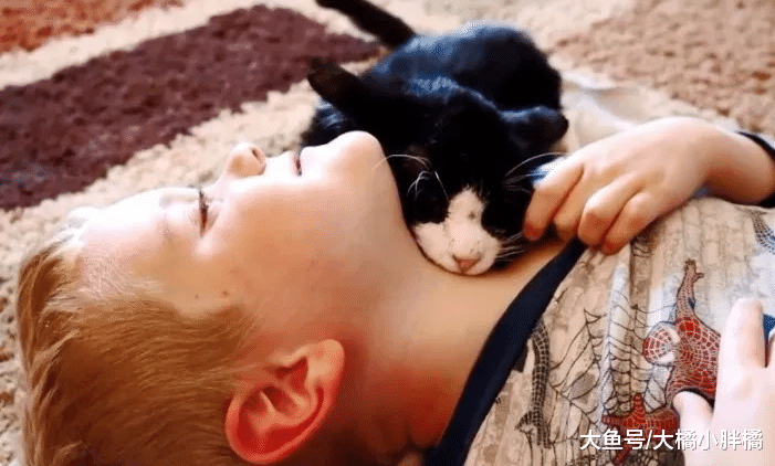 老猫在外流浪20年，被救以后渴望陪伴，现在活得更加年轻有活力