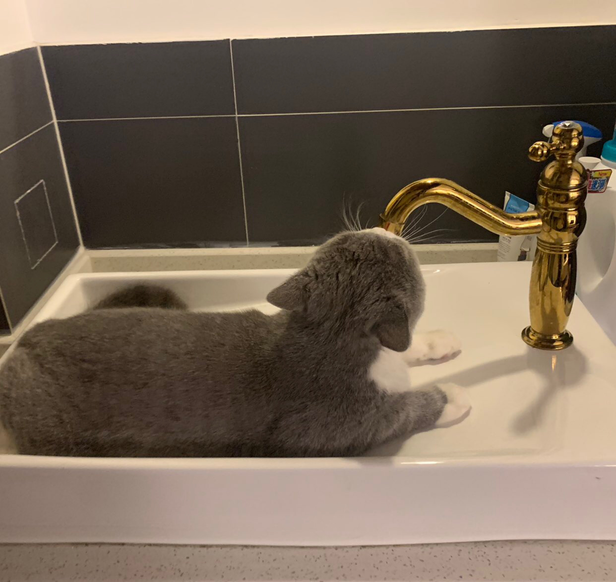 猫咪想喝水龙头里的水！结果……这姿势太奇葩了，哈哈哈笑喷