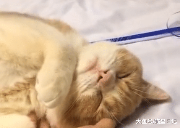 如果你的猫咪在闯祸后有这三种表现，那就是在说：铲屎的，朕错了