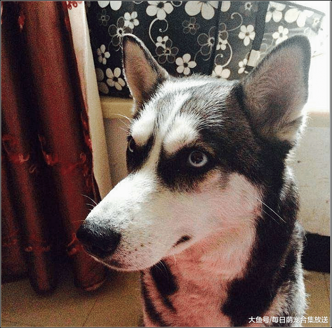 小宝宝正在大哭，哈士奇在一旁哄他，主人说晚上加狗腿吃二哈懵了