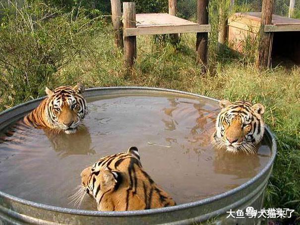 水对老虎有多重要？因受伤不能泡凉水澡，印度一只老虎中暑死亡