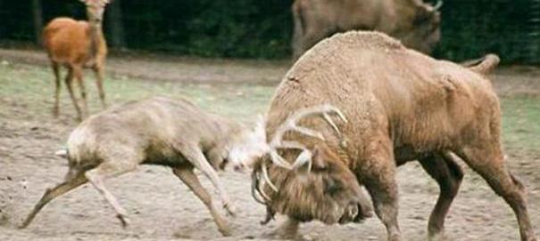 一只有着蜜獾精神的小鹿, 单枪匹马挑战雄壮的野牛, 结果惨不忍睹