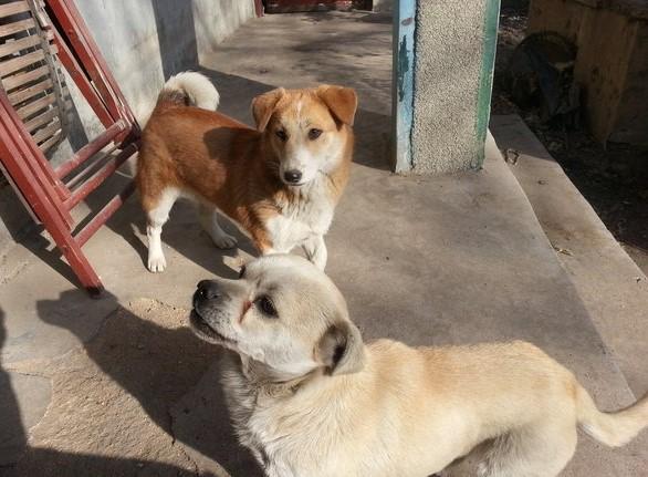 土狗妈妈每天带着自己的孩子守在家门口, 只为等待当兵的主人回家