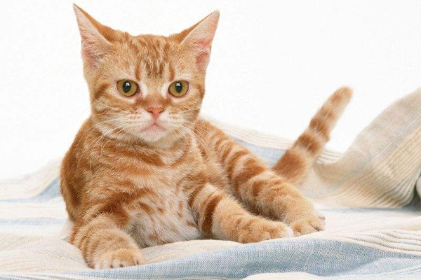 你养过猫咪么，你知道猫咪什么性格么，它们性格是怎么养成的