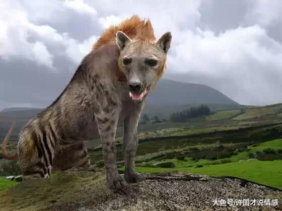 看到就害怕的动物，非洲人却把它当土狗养，却比一般狗还要凶猛！