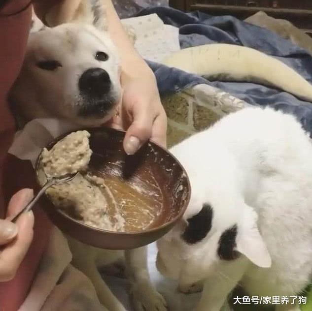看了别人喂狗后，才知道自己的狗有多贪吃