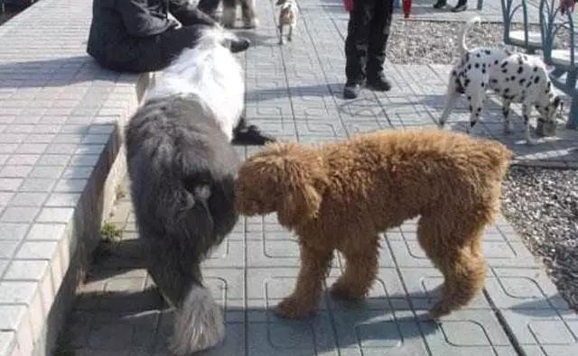 狗狗之间经常这样，你知道为什么吗？