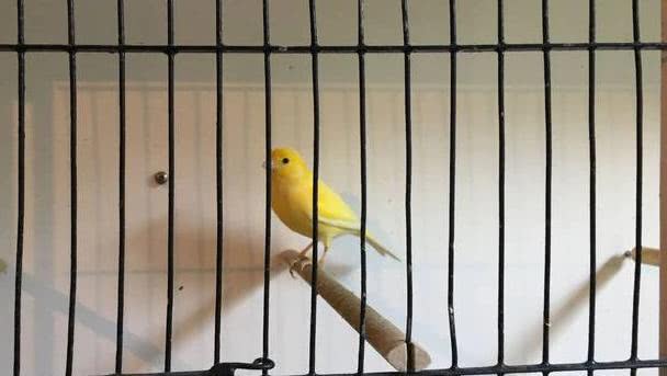 这只金丝雀给主人带来了超级惊喜