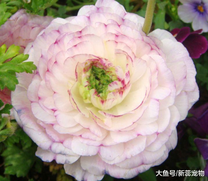 未来18天，红鸾寄情，花好月圆，旧情刻骨铭心，终将再次破镜重圆