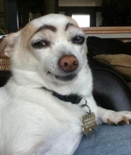 盘点狗狗那些让主人不能接受的举动：你家狗狗做过吗？