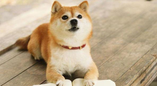 柴犬在妹妹头上恶作剧，妹妹却没发现，结果主人凑前一闻气懵了