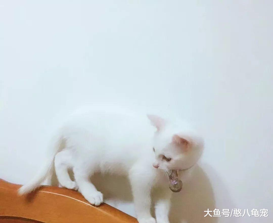 小隐的素言素语: 小Angel呀, 你好呀!