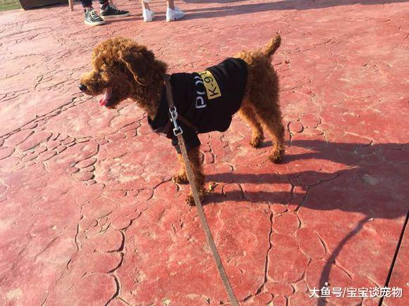 600买下只成年泰迪，喂养不到两月连咬我三次：这狗还能养吗？