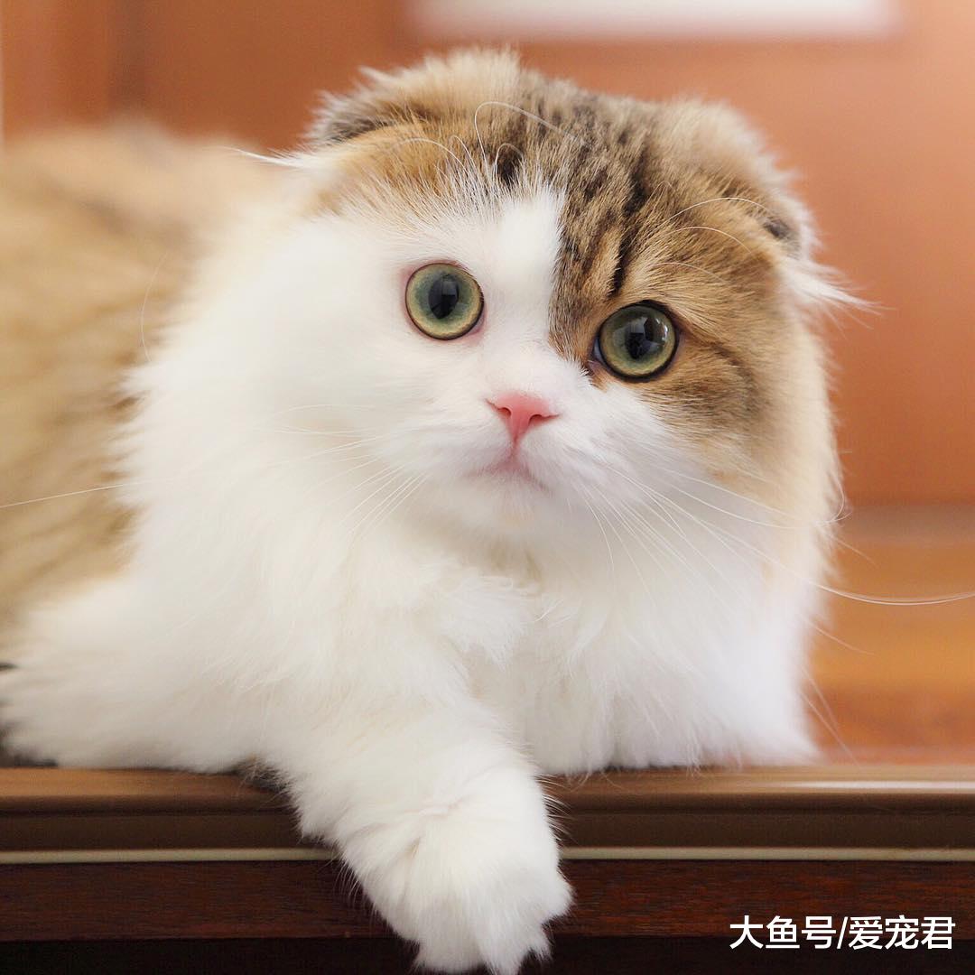 即使养在“深闺”中，猫咪也是有可能染上跳蚤的哦，该如何应对呢