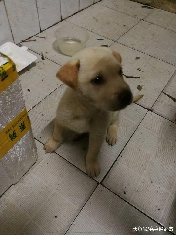 小狗在陌生环境中都老实？不，网友捡的小狗把家弄得不成样子