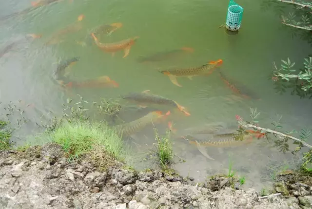 土豪家別墅后的龍魚池，滿滿都是紅龍的背影，這就是魚友的天堂啊